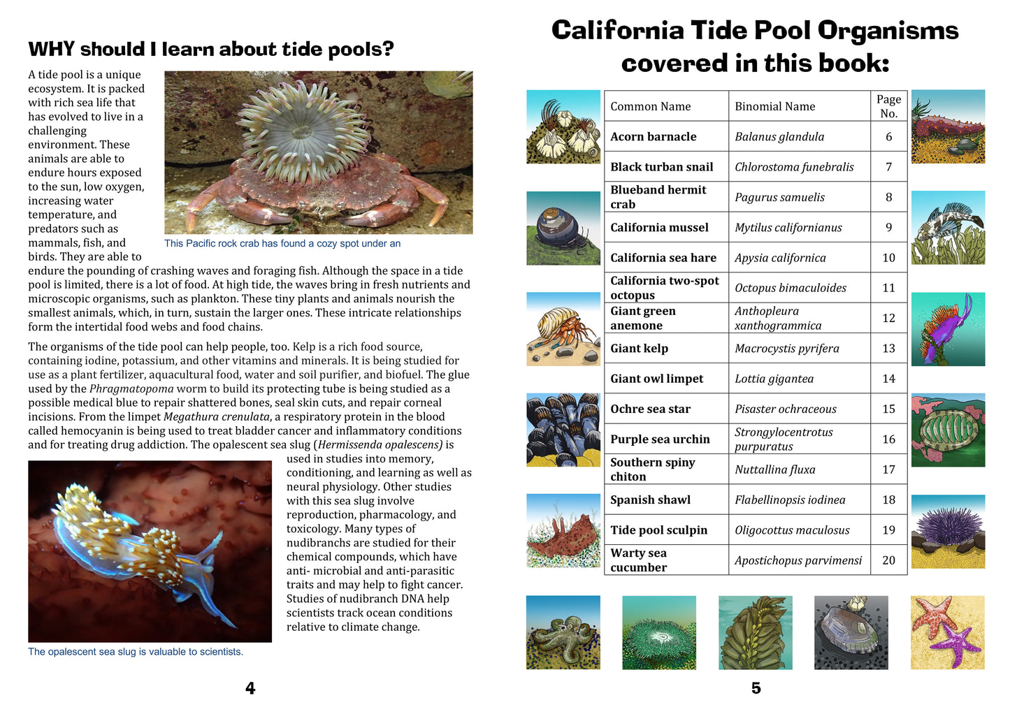 Common Tide Pool Organisms of California