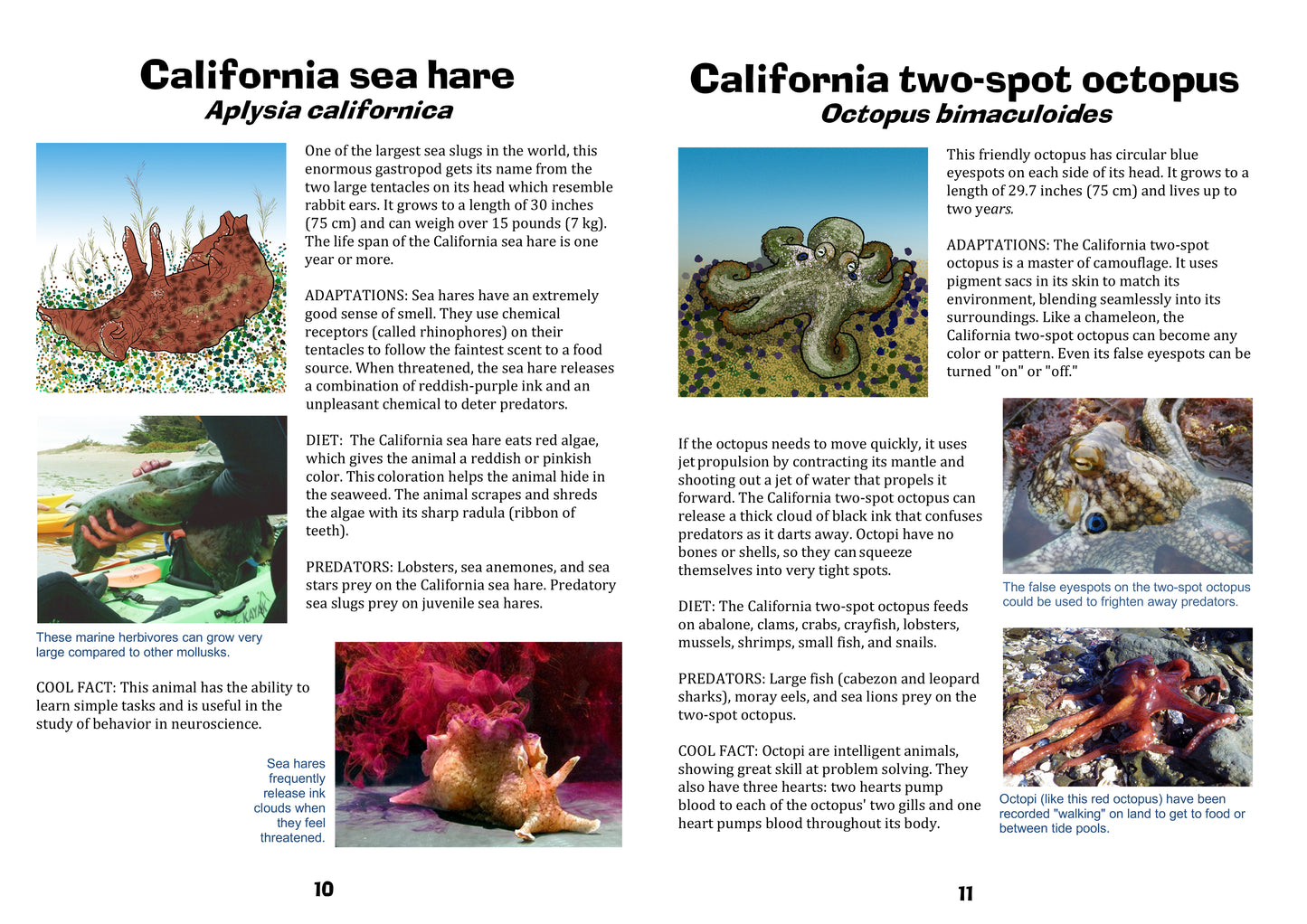 Common Tide Pool Organisms of California