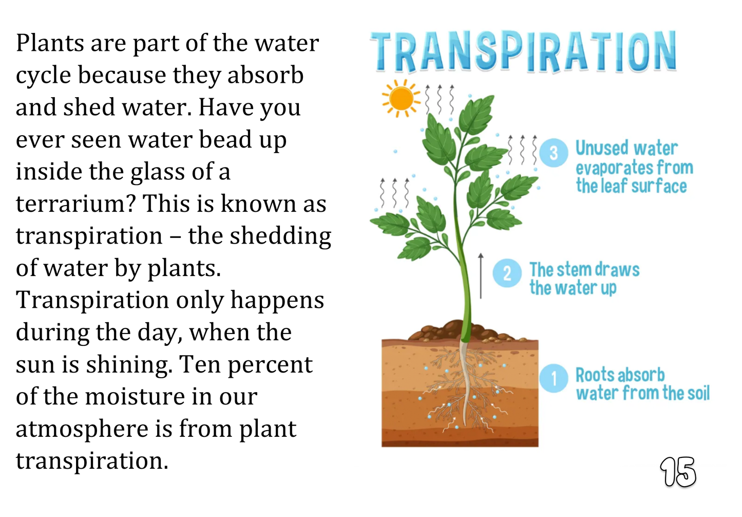 Rain Cloud: A Little Book about the Water Cycle (and plants, too)